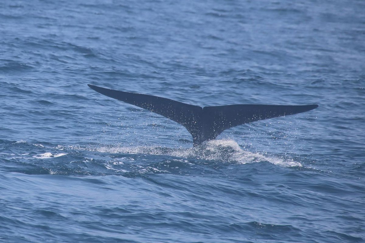 Indian Ocean — Mirissa Whale Watching & Southern Coast Escape Sri Lanka
