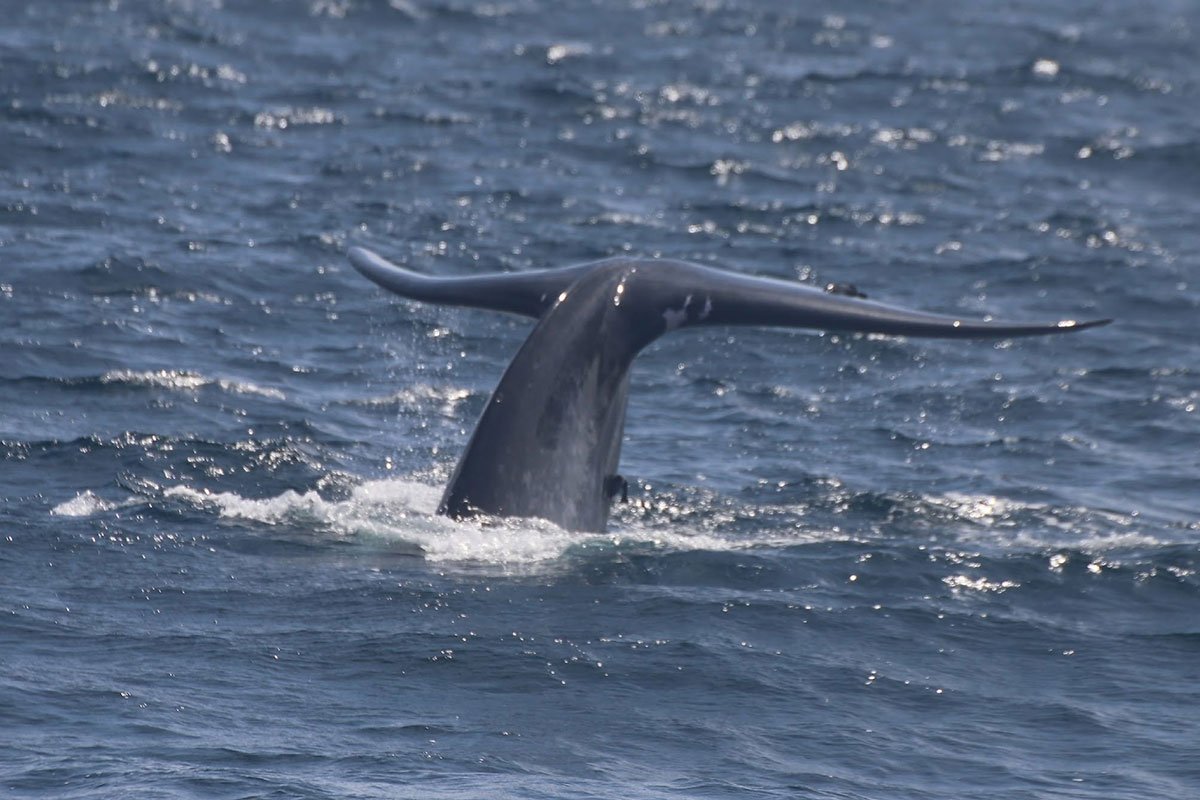 Mirissa Whale Watching & Southern Coast Escape from Colombo, Sri Lanka