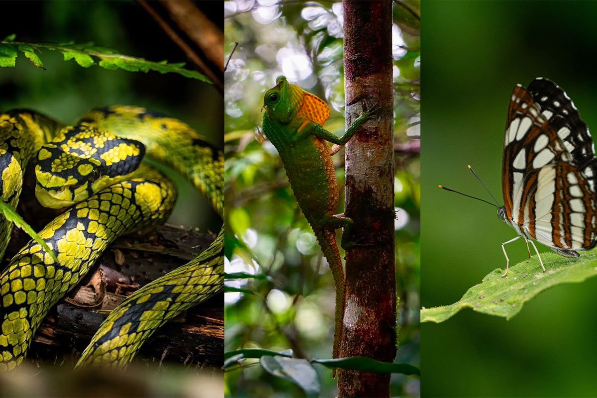 Sinharaja Rainforest Discovery from Colombo, Sri Lanka