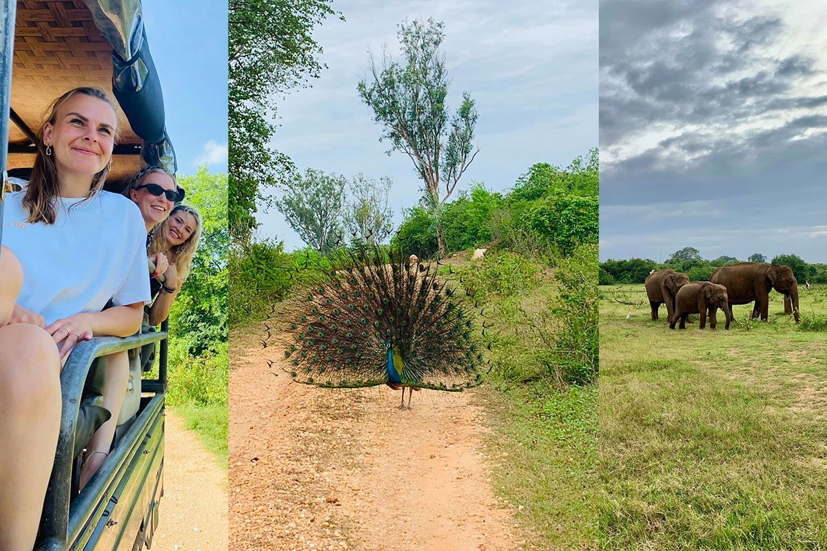 National Park — Udawalawe Elephant Safari Day Tour Sri Lanka